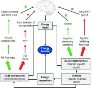 Appetite control & metabolism boost